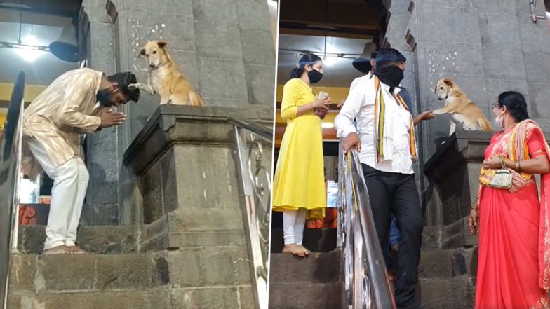 Stray Dog Blessses People at Siddhivinayak Temple in Siddhatek, Maharashtra (Watch Cute Videos)
