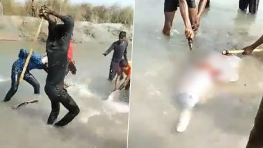 Shocking! Gigantic Dolphin Beaten to Death by Locals in Uttar Pradesh's Pratapgarh, 3 Arrested (Watch Video)