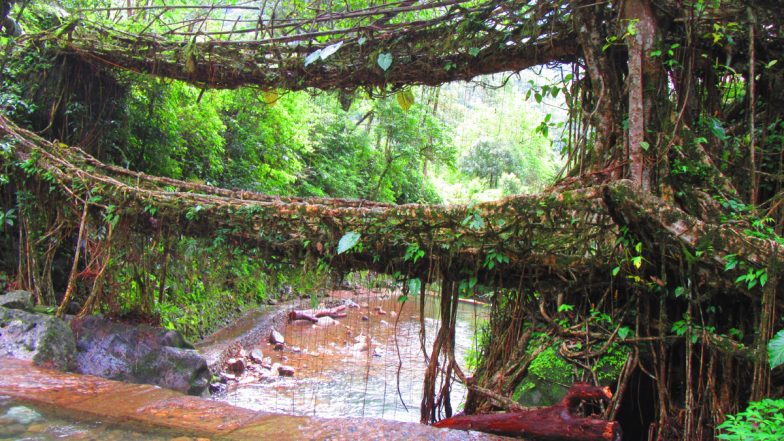 Meghalaya Tourism: 8 Tourist Places to Visit in Meghalaya for Nature Lovers