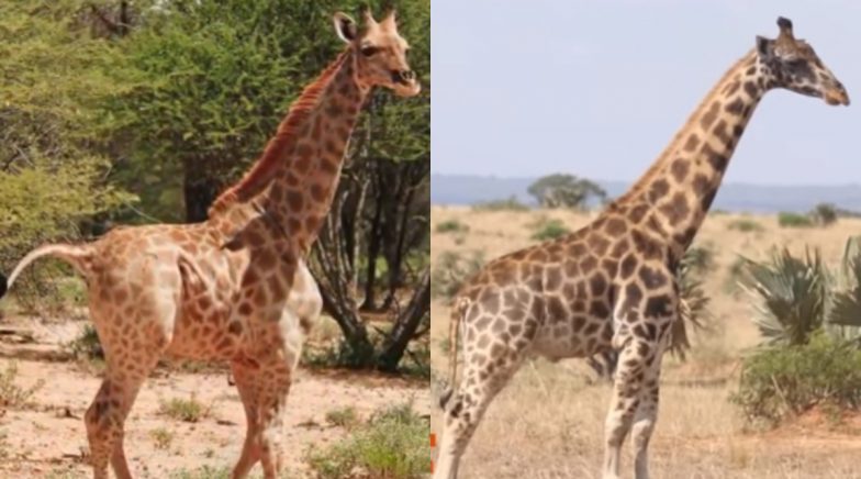Dwarf Giraffes Spotted for the First Time in Namibia and Uganda, Watch Video From Wild Going Viral