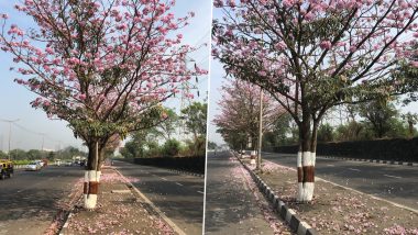 Bombay Blossoms! Pink Trumpet Trees Glowing Along Eastern Express Highway Will Make You Pause in This Fast-Paced Life of Mumbai (See Pics and Video)