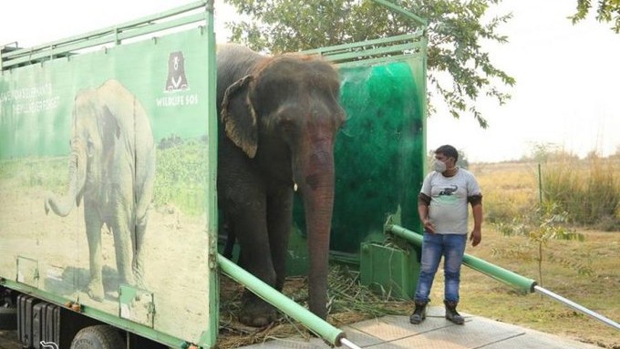 Elephant Fed Alcohol Forcefully; Rescued, Brought to Agra