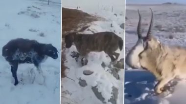 Animals Frozen in Kazakhstan in -51 Degrees Temperature is Fake? Viral Video Doing The Rounds Online Raises Doubts Whether it is Staged
