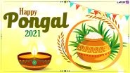 Happy Pongal 2021 Wishes: WhatsApp Messages, Stickers, GIF Greetings, SMS, Quotes, HD Images and Wallpapers To Celebrate Harvest Festival