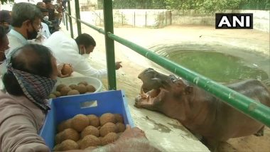 Gujarat Zoo Throws Birthday Party For Hippo 'Mangal' by Cutting Cake and Distributing Ladoos, See Adorable Pics