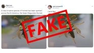 Busty Bee Busted! Viral Pic of Asian Magumbo Hornet, Big-Boob Insect Invading North America is Fake, Here's The Truth