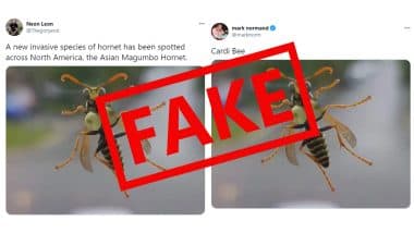 Busty Bee Busted! Viral Pic of Asian Magumbo Hornet, Big-Boob Insect Invading North America is Fake, Here's The Truth