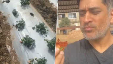 MS Dhoni Eats Strawberry at His Farm House in Ranchi, Says ‘If I Keep Eating There Won’t be Any Left for the Market’ (Watch Video)