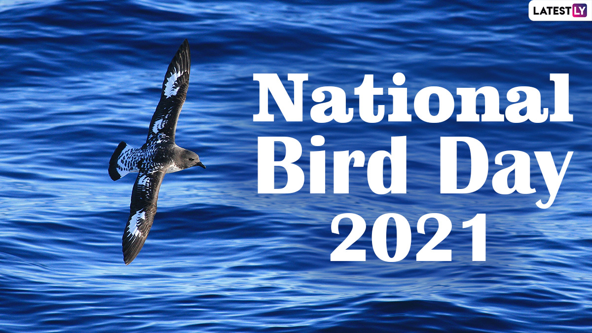 Viral News National Bird Day 2021 Albatrosses Can Sleep While Flying