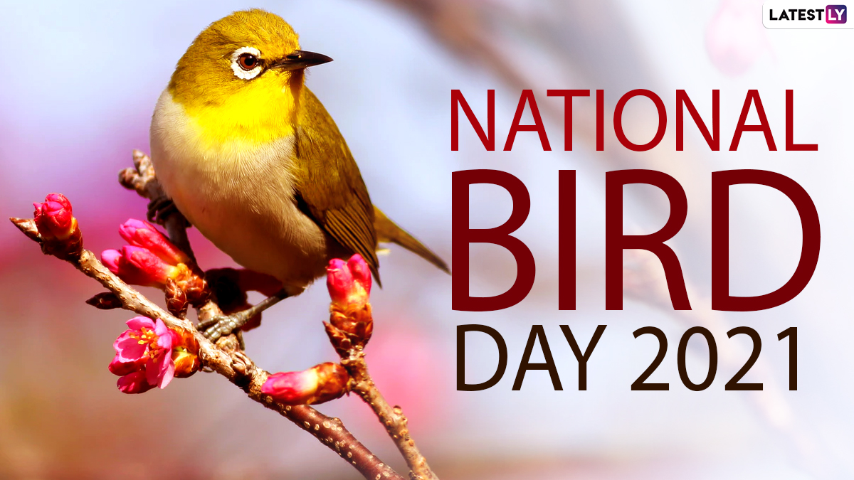 National Bird Day 2021 Date and Significance How to Celebrate Bird Day