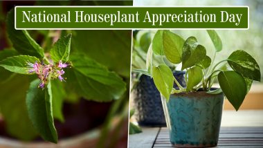 National Houseplant Appreciation Day 2021: From Money Plant to Tulsi, 8 Perfect Houseplants for a Healthy & Beautiful Home