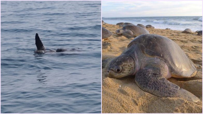 Olive Ridley Turtles Have Arrived on Odisha Beach For Nesting Season, See Pics 
