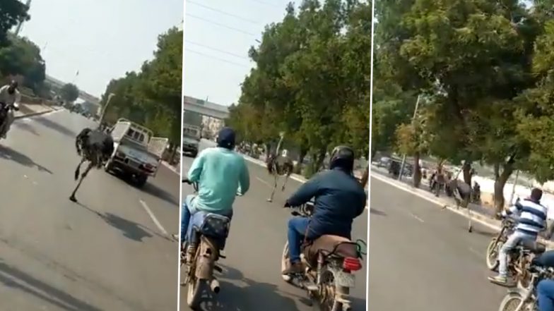 Ostrich Escapes Karachi Zoo and Runs Frantically on The Streets, Watch Viral Video 