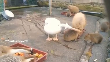 Pelican Tries to Gobble up a Big Capybara Twice! Viral Video of His Unsuccessful Attempts is Getting Funniest Reactions Online