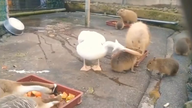 pelican-tries-to-gobble-up-a-big-capybara-twice-viral-video-of-his
