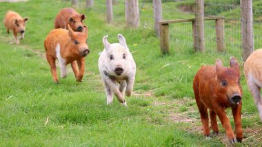 African Swine Fever: New Strain of Virus in China Indicates Unlicensed Vaccination of Pigs