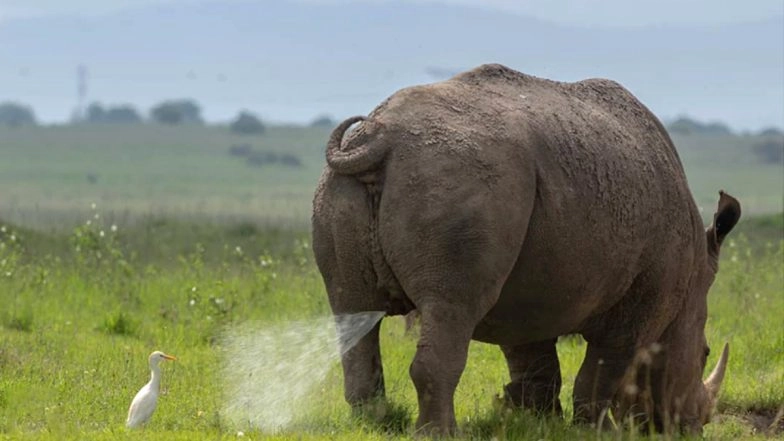 Regret Like an Egret! Bird Gets Unfortunately Showered by Rhino's Urine in Kenyan National Park, See Funny Pic&nbsp;of Unusual Sight