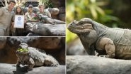 World&rsquo;s Oldest Rhinoceros Iguana: Rhino, 40-Year-Old Iguana in Australia Zoo Makes Guinness World Record, See Pics of Lizard Celebrating The Honour!&nbsp;
