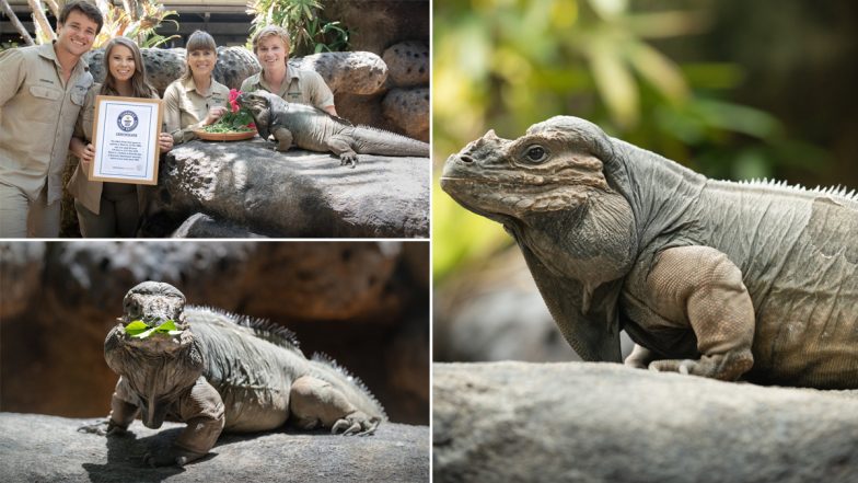 World’s Oldest Rhinoceros Iguana: Rhino, 40-Year-Old Iguana in Australia Zoo Makes Guinness World Record, See Pics of Lizard Celebrating The Honour! 