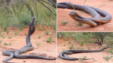 Intenssse! Two Mulga Snakes Battle it Out in Australian Conservatory Over a Mate, Watch Scary Video