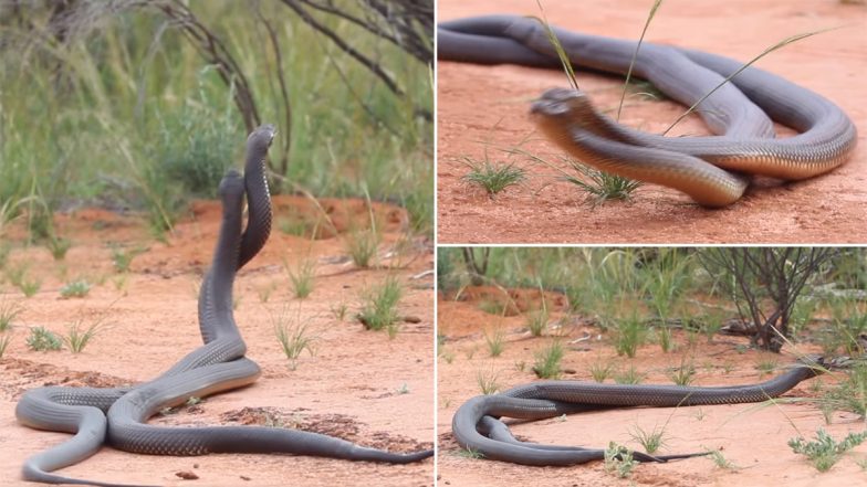 Two Huge Snakes Fighting Intensely Over a Mate Caught on Camera, Watch Scary Video