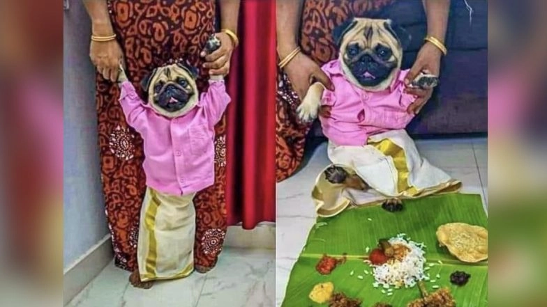 Pawdorable! Pug Donning Malayali Traditional Outfit &lsquo;Kalli Mundu&rsquo; Looking for a Match Online Wins Hearts on the Internet (See Viral Pic)
