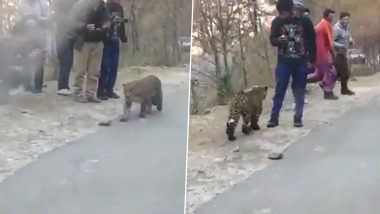 Leopard Strolls on Roads at Greater Himalaya National Park in Himachal Pradesh's Kullu, Tourists Step Out of Cars to Take Pictures (Watch Video)