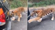 Close Call! Bengal Tiger Pulls a Safari Tourist Vehicle in Bengaluru's Bannerghatta National Park, Scary Video Goes Viral
