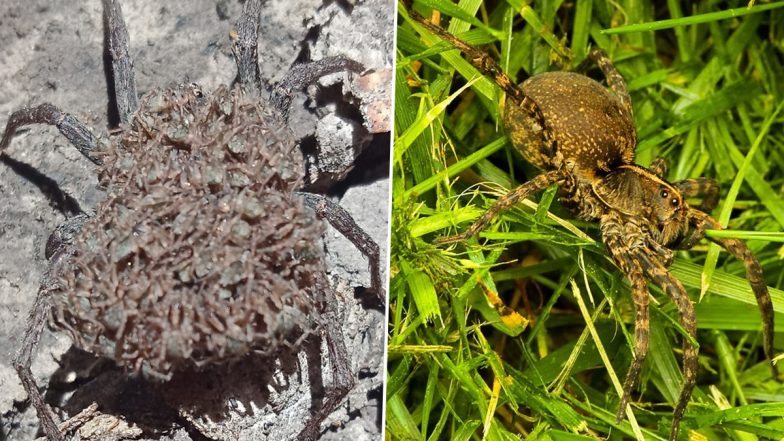 Creepy! Huge Wolf Spider Snapped in Australia Carrying All Babies on Its Back, Scary Pic Goes Viral