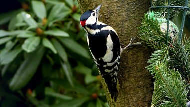 National Bird Day 2021: Photos of Different Birds With Interesting Trivia That Makes Them Special