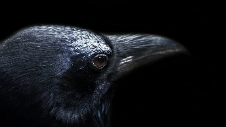 Bird Flu in India: 10 Crows Found Dead in Dala Area of Uttar Pradesh’s Sonbhadra, Samples Sent for Lab Test