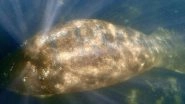 Humanity Touches New Low! Someone Brutally Carved &lsquo;TRUMP&rsquo; On a Manatee&rsquo;s Back in the Headwaters of Florida&rsquo;s Homosassa River, Investigation is On (Watch Video)