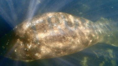 Humanity Touches New Low! Someone Brutally Carved ‘TRUMP’ On a Manatee’s Back in the Headwaters of Florida’s Homosassa River, Investigation is On (Watch Video)