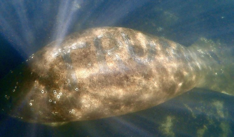 Manatee with 'Trump' Etched into its Back Spotted in US