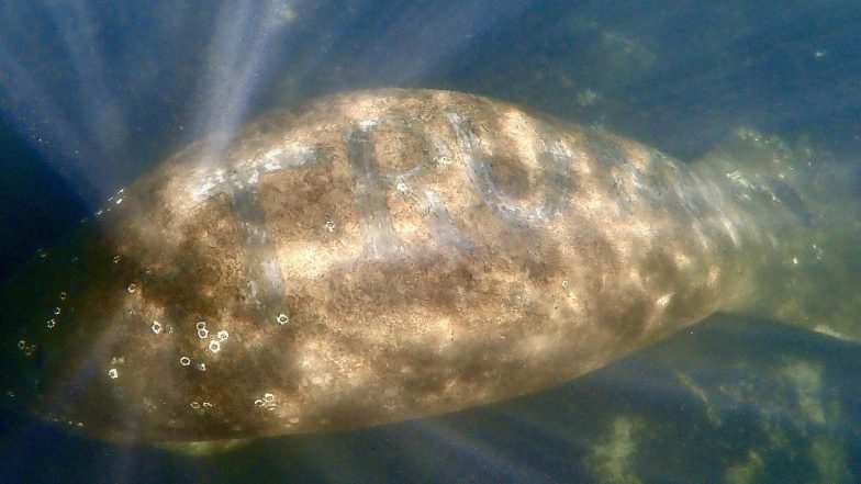 Humanity Touches New Low! Someone Brutally Carved ‘TRUMP’ On a Manatee’s Back in the Headwaters of Florida’s Homosassa River, Investigation is On (Watch Video)