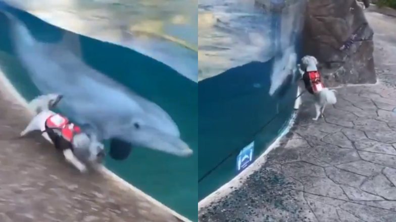 Cute Dog and Dolphin Zoomies Will Make You Say Awww, Watch Adorable Video of Unlikely Friendship Going Viral