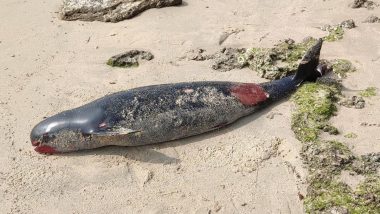 Dolphin Found Dead at Agni Theertham Beach in Rameswaram, See Pic