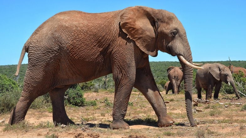 Tamil Nadu: Elephant Found Dead With Tusks Missing