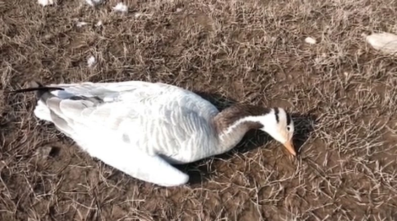 Bird Flu Confirmed in Dead Migratory Birds in Himachal Pradesh's Kangra District