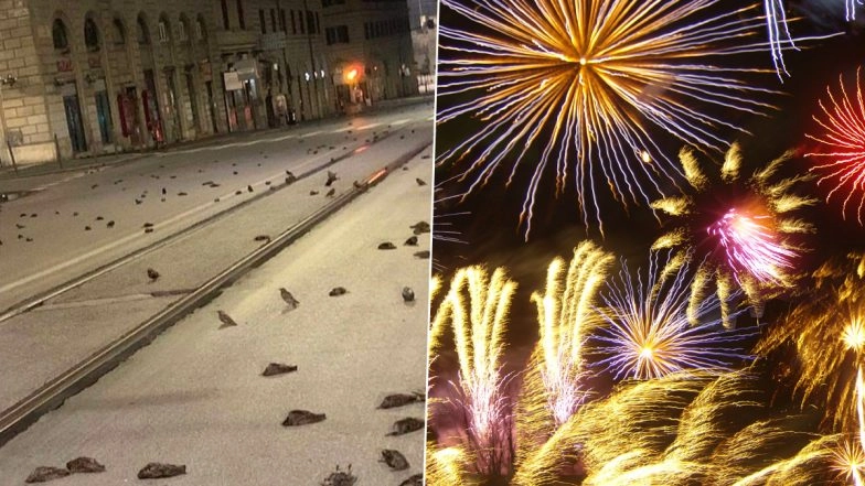 Happy New Year 2021, Really? Hundreds of DEAD Birds Litter Rome’s Street Thanks to NYE Fireworks Display—Will We Ever Learn?