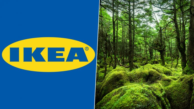 IKEA Buys Over 10,000 Acres of Forestland Near US's Altamaha River Basin to Protect it from Development