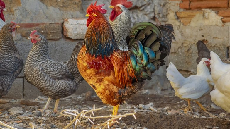 Bird Flu Outbreak: Should Eggs and Chickens Be Avoided? Here's What WHO Recommends