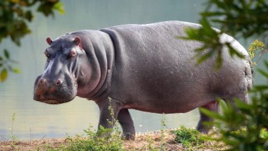 Hippo Kept Illegally by Asiad Circus Finally to Find Place in Zoo After Delhi HC Issues Non-Bailable Warrants Against Circus Management