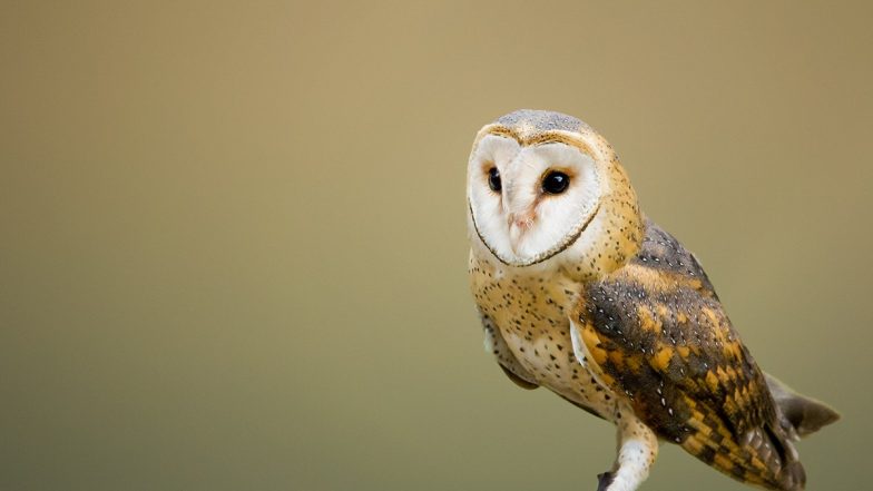 Bird Flu in Delhi: Avian Influenza Confirmed in Dead Owl in Delhi Zoo