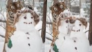 Big Cat-Tack! Siberian Tiger Pounces Snowman in Finland Zoo, Stunning Photos Capture the Animal Chopping Its Head in Half With Grr-Eat Big Paw