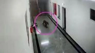 Leopard Enters Doctors&rsquo; Quarters at Chamarajanagar Institute of Medical Sciences in Karnataka; Watch Viral Video