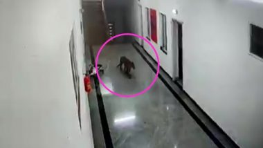 Leopard Enters Doctors’ Quarters at Chamarajanagar Institute of Medical Sciences in Karnataka; Watch Viral Video