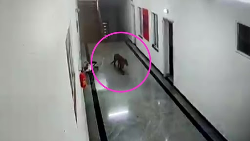 Leopard Enters Doctors’ Quarters at CIMS in Karnataka; Watch Viral Video