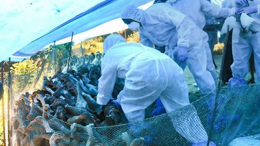 Bird Flu Update in India: Delhi, Maharashtra, Rajasthan and 7 Other States Affected by Avian Influenza; Authorities on Alert Amid Rising Cases; Here’s What We Know So Far