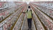 Bird Flu Status in India: Avian Influenza Confirmed in Chhattisgarh&rsquo;s Poultry Farm, 11 States Affected So Far; Authorities on Alert